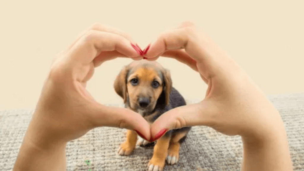 Pet Insurance Explained How to Keep Your Pets Covered