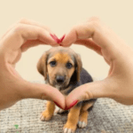 Pet Insurance Explained How to Keep Your Pets Covered